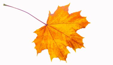 Sonbahar akçaağaç yapraklarının karmaşık detaylarını yakına çekerek. Doğanın güzelliğini göstermek için makro fotoğrafçılık tekniklerini kullanmak. Canlı renklerin eşsiz bir keşfi