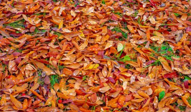 Sonbahar fotoğrafçılığı, sonbaharda yapraklar, yılın bu zamanında ağaçlar turuncu, kırmızı ve bakır çiçeklerden koparak canlanıyor.