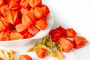 Physalis sidik torbası kirazı, Çin feneri, Japon feneri, Çilek Çileği, Japonya, parlak ve fener benzeri meyve kapları Bon festivalinin geleneksel bir bölümünü oluşturur.