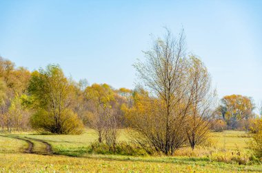 Nehir taşkın ovasında sonbaharın güzelliğinin tadını çıkar. Parlak sarı ağaçların arasında yürüyüşün tadını çıkar. Kendinizi doğanın renkli gösterisine daldırın..