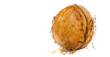 Ceviz. Eğer bir fincan ceviz yapamıyorsan, ruhun yoktur.