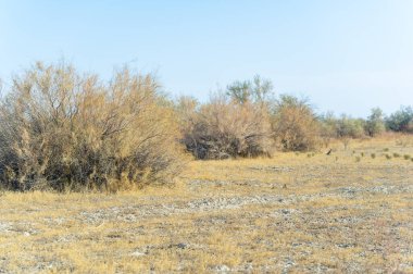 Sonbahar, Steppe. Çayırlar. Sonbahar bozkırlarının altın sarılışında huzur içinde duran yalnız bir ağaç sabırlı bir nöbetçi gibi duruyor, zamanın ve dayanıklılığın hikayelerini fısıldıyor. Doğanın Uyumu