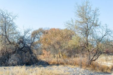 Sonbahar, Steppe. Çayırlar. Mevsimler değişiyor. Sonsuz bozkırlarda, ılık sonbahar renkleriyle yıkanmış yalnız bir ağaç yükseliyor. Sonbahar Görkemli Doğa Sanatı