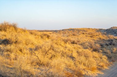 Sonbahar. Steppe. Gün batımı. Kumullar. Gün sona erdiğinde çöl sıcacık renklerle canlanır. Bu büyüleyici çöl günbatımının huzur ve görkeminin tadını çıkarın..