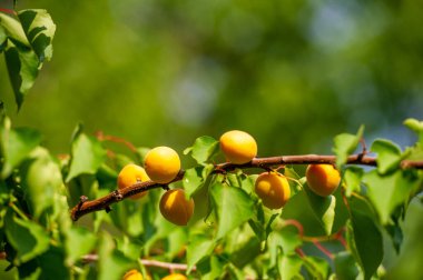 Lezzetli bir hasat için kayısı ağaçları dikin. Evinde vitamin zengini meyvelerini kendin yetiştir. Yaprakların büyüyüp lezzetli kayısılara dönüşmesini izle..