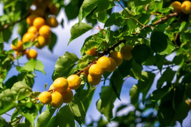 Kayısı ağacının büyümesi ve gelişmesi için düzgün bir bakıma ihtiyacı var. Vitamin açısından zengin olan kayısılar olgunlaştığında sulu ve lezzetlidir. Hasat zamanlaması en uygun lezzet ve tatlılık için kritik.