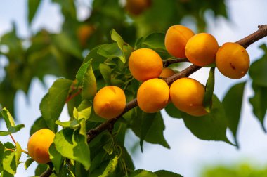 Taze koparılmış kayısılar vitamin açısından zengindir ve sulu bir tadı vardır. Kayısı çiftlikleri ideal büyüme koşullarında gelişir ve maksimum sağlık faydaları sağlar. Olgun kayısıların tadını çıkarın.