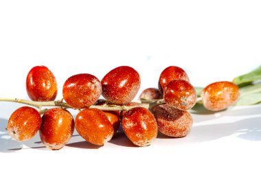 Beyaz arka planda Yaprak Angustifolia meyvesinin canlı renkleri yer alıyor. Geleneksel tıp, Elega angustifolia 'nın temel bileşenlerinden biridir. Bal bitkileri arıları çeker