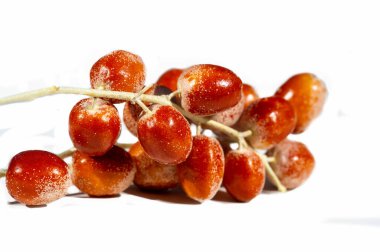 Temiz ve profesyonel görünüm için beyaz arka plan. Onbir Angustifolia bitkisinin meyvelerine odaklan. Geleneksel tıpta ve bal bitkisinde kullanılır..