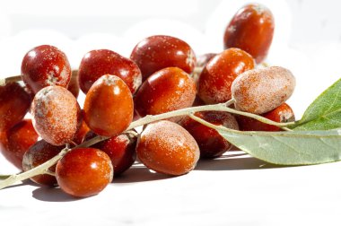 Temiz ve profesyonel bir sunum için beyaz arka plan. Onbir Angustifolia meyvelerinin geleneksel tıbbında kullanın. 11 Angustifolia özellikli bal bitkileri.