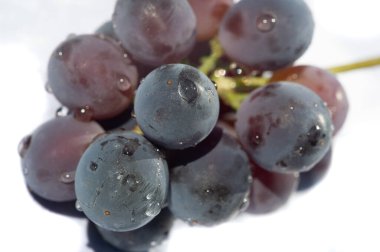 Beyaz arka planda yüksek kaliteli siyah üzümler. Şarap ve yemek fotoğrafçıları için ideal. Resimlerinizdeki üzüm suyunu ve tazeliğini yakalayın..