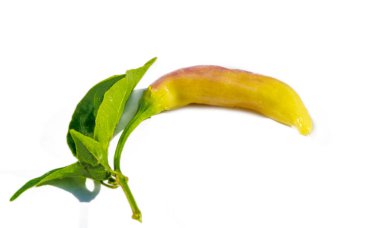 Lezzetli kırmızı biberler seçilmeye hazır çarpıcı bir mor biber çeşidi. Tabaklarınıza taze kırmızı biber dökün..