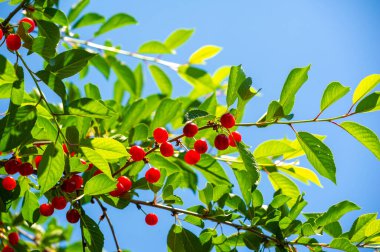 Taze ve sulu kirazlar, vitamin açısından zengin. Sağlıklı bir yaşam tarzı için mükemmel bir vejetaryen atıştırması. Sağlığını iyileştirirken olgun, taze kirazların tadını çıkar..
