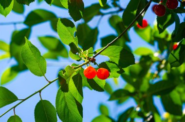 Genel sağlık için gerekli vitaminleri içerir. Sulu ve olgun kirazlar lezzetli bir vejetaryen aperatiftir. Besleyici özellikleri sayesinde, sağlık ve refahı destekliyor..