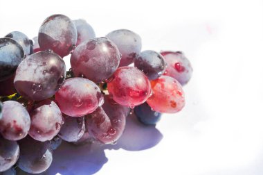 Hasat mevsiminde üzüm bağının güzelliğinin tadını çıkar. Şaraba dönüşmüş olgun üzümlerin tadını çıkar. Violet