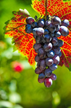 Üzüm bağlarımızda yetişen en en iyi üzümlerle sonbaharın tadını hisset. El yapımı şaraplarımızın zengin tadını çıkartın. Üzüm bağımızda güzel sonbahar üzüm yapraklarıyla çevrili rahatlatıcı bir gün geçir..