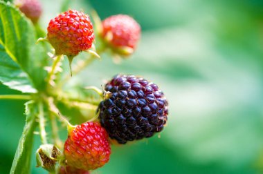 Siyah ahududu ve böğürtlen harika bir vitamin kaynağıdır. Bu sulu meyveler olgunlaşmış ve yemeye hazır. Lezzetli bir şeyler yemek isteyen vejetaryenler için ideal..
