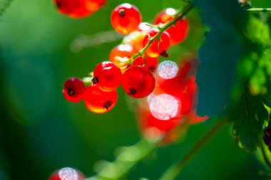 Bulanık arkaplan efektiyle çarpıcı görüntüler oluştur. Kırmızı frenk üzümü fotoğraflarının odak noktası olacak. Bu fotoğraf tekniğiyle kırmızı kuşüzümlerinin güzelliğini ve canlılığını yakalayın..