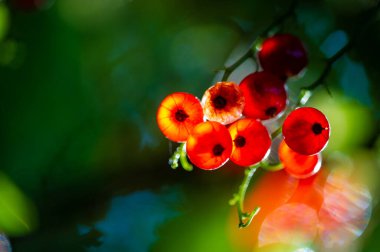 Güzel bir bokeh etkisi ve sığ bir alan derinliği var. Şaşırtıcı bir kırmızı frenk üzümü bulanık bir arka planda göze çarpar. Kırmızı frenk üzümlerinin sanatsal ve görsel olarak çekici fotoğraflarını oluştur.