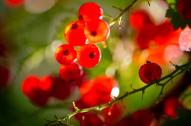 Yüzeyin sığ derinliği ile şaşırtıcı bokeh etkisi keskin bir odak noktasında bulanık arkaplan üzerinde güzel kırmızı üzümler kırmızı kuşüzümlerin karmaşık detaylarını ve canlı renklerini yakalar