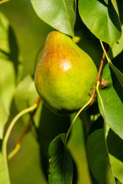 Fotoğraflarında olgun armutların canlı renklerini yakala. Vitamin zengini taze meyvelerin lezzetini göstermek için. Hasat mevsimi lezzetlerinin kırsal ve çekici görüntülerini oluştur.