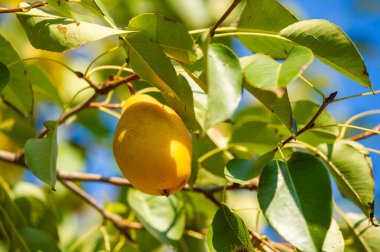 Olgun armutların sulu tazeliğini fotoğrafla yakala. Hasat mevsiminin canlı renklerini ve dokularını göster. Kırsal, vitamin zengini vejetaryen yemeklerinin ağız sulandırıcı görüntülerini oluştur.