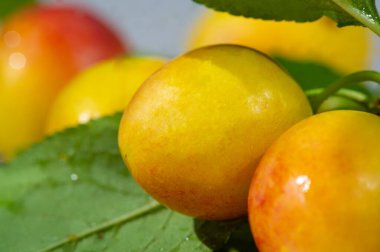 Erik vitamin açısından zengin sulu bir meyvedir. Bahçenizde yetişen erikler taze, olgun meyveler üretebilir. Bahçenizde besleyici erikler yetiştirmenin tadını çıkarın.