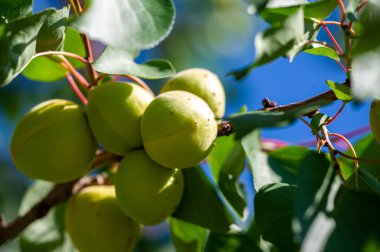 Taze kayısılar iyi sağlık için vitamin açısından zengindir. Kayısı ağaçları sulu bir hasat üretmek için dikkatli ekime ihtiyaç duyarlar. Kayısı çiftlikleri besin maddeleridir..