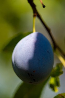 Bahçende kendi sulu eriklerini yetiştir. Erikler sağlıklı bir diyet için vitamin açısından zengindir. Bahçenizden taze eriklerin tadını çıkarın..