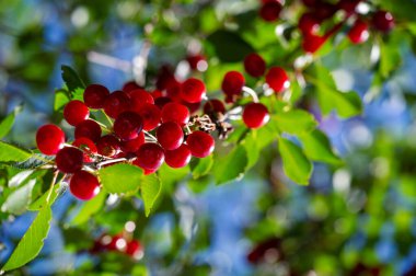 Lezzetli olgun kirazlar, vitamin açısından zengin. Vejetaryenler için sulu ve sağlıklı bir atıştırmalık. Sağlığını olgun kirazlarla güçlendir.