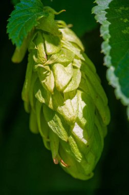 Haşhaş ve haşhaş kullanarak demleme sanatını öğren. Fenolleri, tatları ve mayalanan yağları öğrenin. Bu elementlerin pişirilmiş ürünlerde ve şekerleme ürünlerinde nasıl kullanıldığını öğrenin.