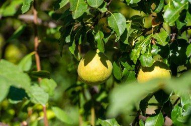 Resimlerinde olgun armutların zengin, canlı renklerini yakala. Armutları vejetaryen tariflerin için sağlıklı ve lezzetli bir konu olarak kullan. Armut hasadının kırsal cazibesini tecrübe et.