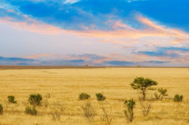 Steppe, Prairie, sade, pampa. Çöl manzarası, güneş batarken gerçek üstü bir rüyaya dönüşür. Kum tepelerini çöl günbatımının saf büyüsüne boğan altın bir parıltı yayar.