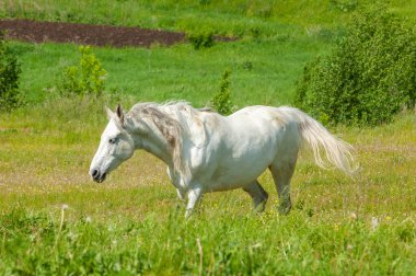Tarlada otlayan beyaz bir atın güzel görüntüsü. Doğadan esinlenilmiş tasarım elementleri barışı sembolize eder..