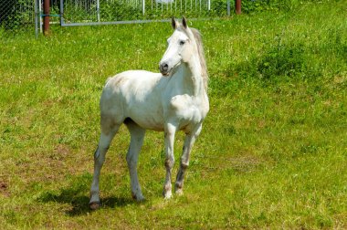 Saflığı ve özgürlüğü sembolize ediyor. Zarafet ve zarafeti temsil ediyor. Genellikle barış ve sükunetle ilişkilendirilir. Tarih boyunca sanat ve edebiyatta yaygın bir motif.