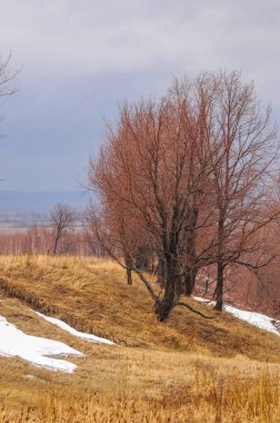Sarı alanlar karın son kalıntılarıyla tezat oluşturuyor. Ağaçlar gri gökyüzüne karşı çırılçıplak duruyor. Manzara kıştan bahara geçişi gösteriyor..
