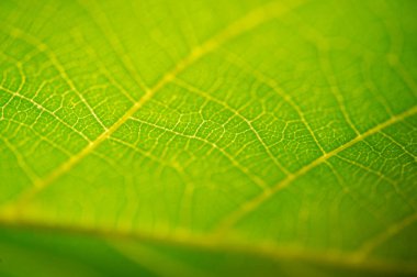 Yeşil yaprak yakın plan. Canlı yeşilliğin saklı güzelliğini yakından keşfet. Yüzeyin altındaki doğanın sırlarını keşfet. Kendini doğaüstü keşiflerin büyüleyici cazibesine bırak.