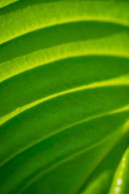 Hosta yaprakları her bahçede parlak ve canlı bir atmosfer yaratır. Yeşil yemyeşil yaşam senfonisi yeşil terapi konaklama bitkilerinin güzelliği ile şifa getirir.