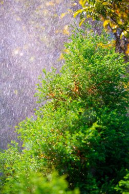 Yaz mevsiminde doğanın güzelliğini tecrübe edin Yeşil yapraklara yağan yağmurla yenilenmiş ve tazelenmiş hissedin kendinizi yazın doğasının görüntülerine ve seslerine dalın