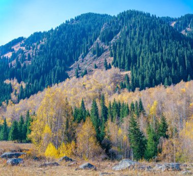 Görkemli dağlardaki Tien Shan köknar ağaçlarının ve huş ağaçlarının etkileyici güzelliğinin tadını çıkarın. Resimli manzaralarla ruhunuzu tazeleyin. Kendinizi nefes kesici panoramalara daldırın..