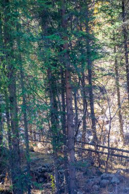 Tien Shan 'ın parlak sonbahar renklerinin tadını çıkar. Kendini doğanın orkestrasına ver. Karşıt bir palete dal.