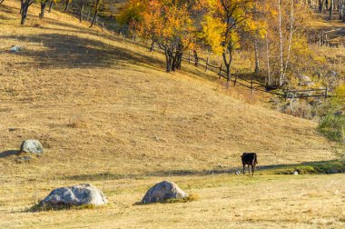 Sonbahar Tien Shan dağlarının çarpıcı güzelliğinin tadını çıkar. Renkli yeşilliklerin ve resimli manzaranın tadını çıkar. Sonbaharın büyüsüne aşık ol doğanın kucağında.