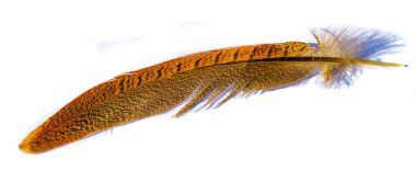 Bu sülün tüyünün yumuşaklığını ve hafifliğini hisset. Zarif yüzüşünün zarif güzelliğini takdir et. Arkanızda bu ruhani tüyle büyülü bir iz bırakın.