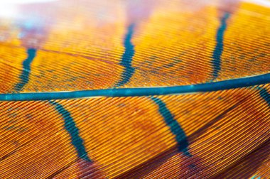 Güzel dizayn edilmiş sülün tüyleri, canlı renkler ve karmaşık desenler. Doğa Ana 'nın eşsiz sanatına bir övgü. Bu eşsiz tüylerin çarpıcı güzelliğini tecrübe et.