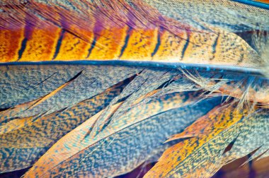 Doğanın güzelliğini Tüy İnceliği ile tecrübe et. Göz kamaştırıcı sülün tüyleri zarif başyapıtlara dönüştü. Her tüy özenle seçilir ve ona eşsiz bir görünüm kazandırmak için elde yapılır..