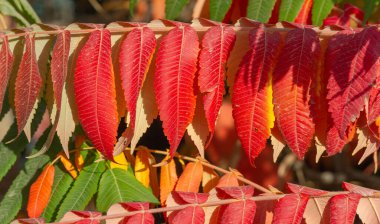 Ağaçların dallarında sonbahar yaprakları. Düşen bir yaprak, sonbaharın ölümünden bahsederken, daha ince bir anlamda baharın kehanetidir.