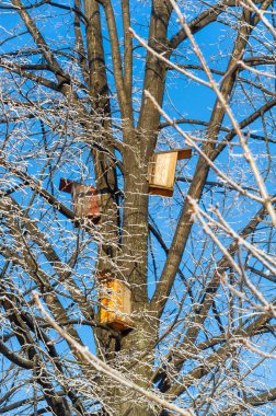 Buz. Görkemli bir kış harikalar diyarı! Parlak mavi bir gökyüzünün zemininde buzla kaplı bir ağacın sihirli manzarasının keyfini çıkarıyoruz. Kış Sihirli Dondurucu Zevk