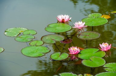 Lotus. Nelumbo. Nymphaeaceae. Nilüfer çiçeği. Huzurlu suların arasında, nilüfer çiçeğinin narin güzelliği doğanın sakin kucaklamasını yansıtır. Doğa Sevgisi Nilüfer Büyüsü