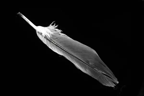 Stock image Capture stunning close-ups of bird feathers. Show off intricate details and textures. Create beautiful contrasting images against a black background.