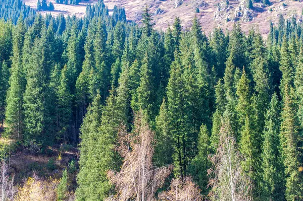 Doğanın senfonisinin güzelliğini parlak sonbahar renkleriyle tecrübe edin. Kendini Tien Shan 'ın çarpıcı renklerine batır. Sonbahar yeşilliklerinin zıt paletiyle büyüleyin duygularınızı.